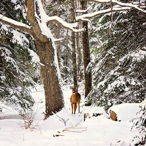Wildnis Dekor, Michigan Whitetail Hirsch Print, Country Wildlife Bilder, Hirsch Jäger Rustikal Dekor, Winter Wildlife, Wildlife Notizkarten