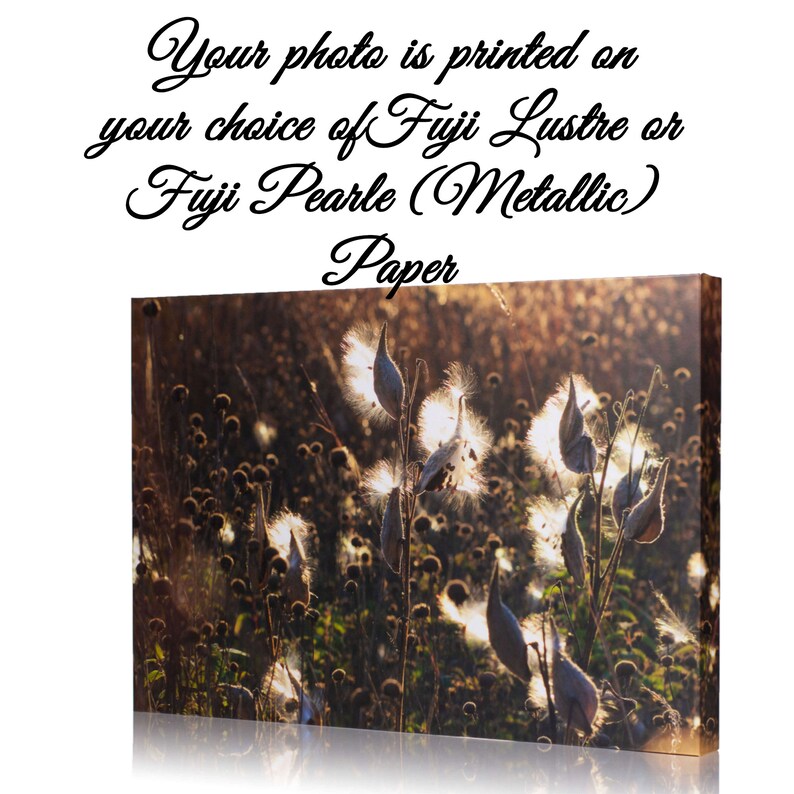 Enchanted Forest Wrap Wall Art Woodland Photo Wall Decor Etsy