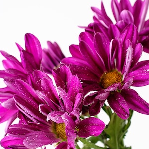 Purple Daisy Floral Wall Art, Purple Daisies Decor, Macro Flower Print, Garden Room Decor, Water droplet Home Decor, Waiting Room Wall Art