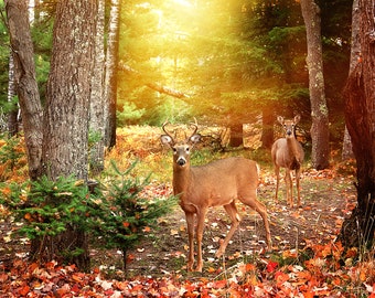 Buck at Sunset Wall Art,  Whitetail Deer Autumn Wall Decor, Autumn Photo, Forest Fall Colors, Woodland Deer Card, Deer in the forest print