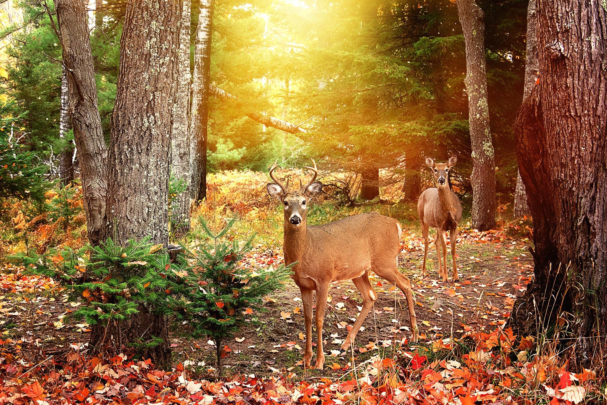 Buck at Sunset Wall Art, Whitetail Deer Autumn Wall Decor, Autumn Photo,  Forest Fall Colors, Woodland Deer Card, Deer in the Forest Print 