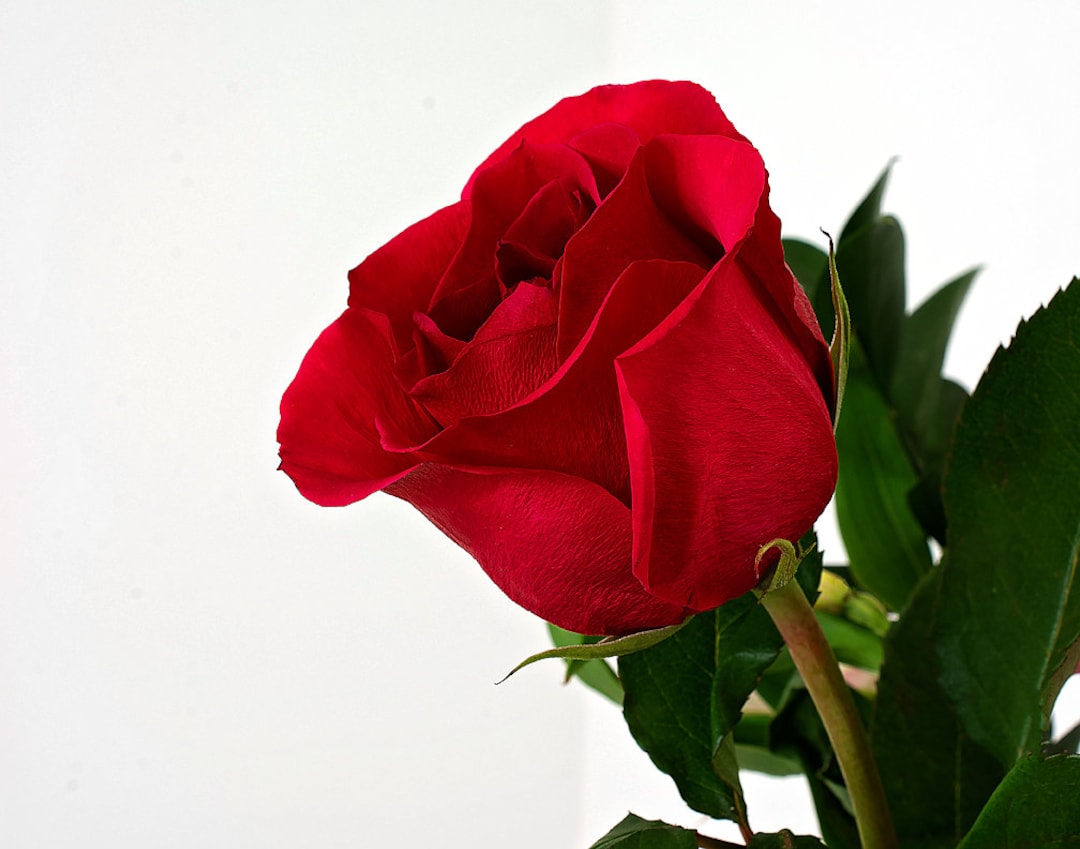 Single Stem Red Rose Photo Rose Fine Art Print Romantic Art Bedroom Floral Wall Art Rose Decor Macro Flower Print Garden Room Decor Etsy