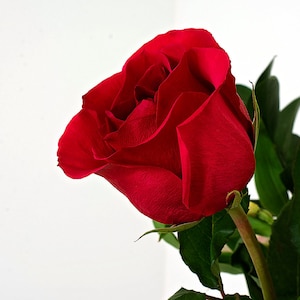 Single Stem red rose photo, rosa fine art impresión, romántico arte dormitorio, arte de pared floral, decoración rosa, macro flor impresión, decoración de la habitación del jardín