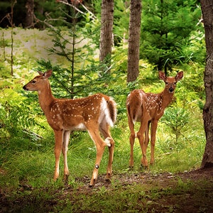 Foto de cervo de cauda branca, fotografia de vida selvagem, vida selvagem da floresta, arte de escritório de vida selvagem, foto de cervo, filhote de cervo, impressão de berçário de cervo