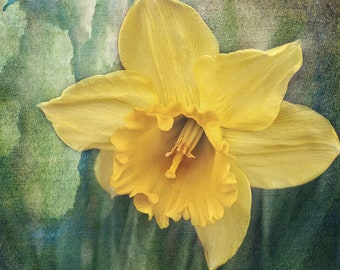 Foto di fiori primaverili da narciso, decorazione floreale, fotografia narciso, stampa botanica floreale gialla, arredamento artistico Daffodil, regalo amante del giardino