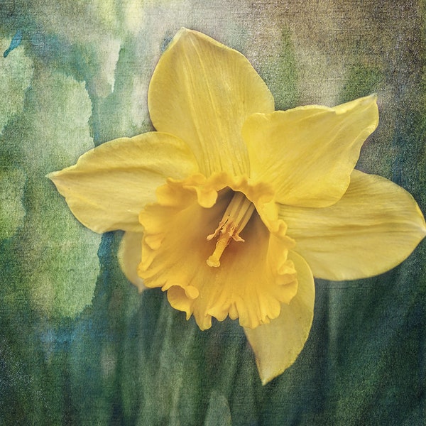 Daffodil Spring Flower Photo, Flower Decor, Daffodil Photograph, Yellow Floral  Botanical Print, Daffodil Art Decor, Garden lover gift