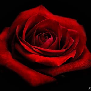 Dark Red Rose Photo, Red Rose Photograph, Rose Fine Art Print, Deep Red Rose Print, Red Garden Rose, Rose Photograph, Macro Flower Print image 1