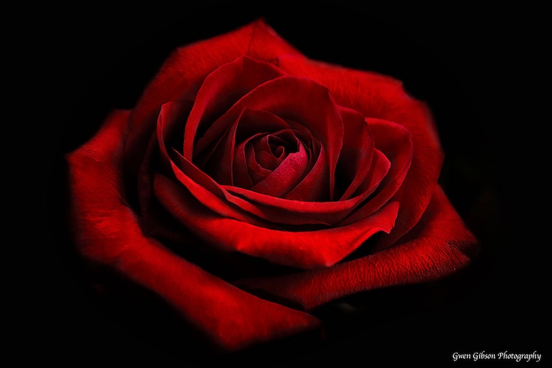 Dark Red Rose Photo, Red Rose Photograph, Rose Fine Art Print, Deep Red Rose Print, Red Garden Rose, Rose Photograph, Macro Flower Print image 1