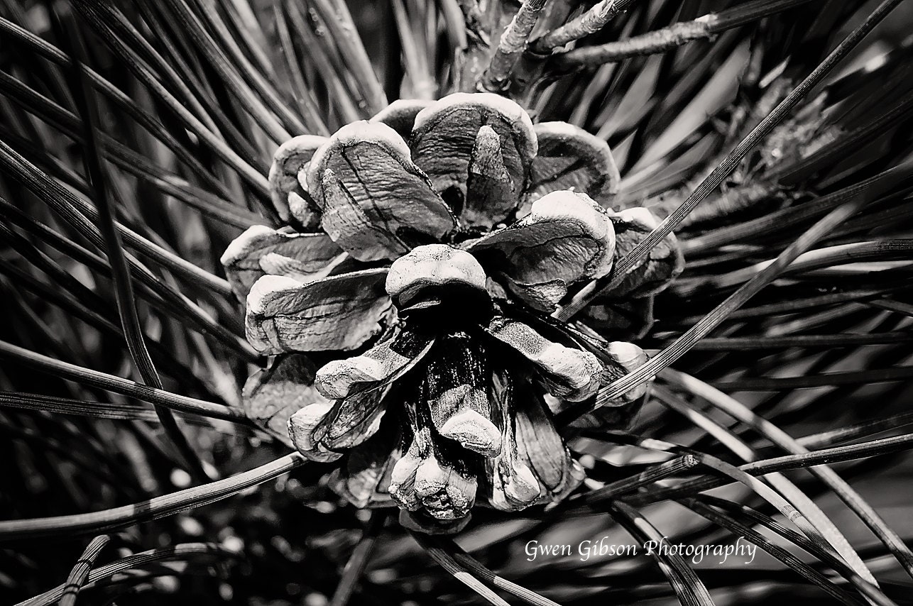 Black and White Pine Cone Decor Pine Cone Wall Art Pine Tree Etsy