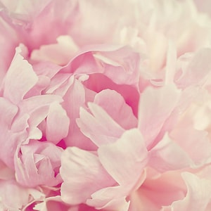 Pink Peony Art Print, Spring Home Decor, Peony Print, Peony Wall Art, Pink Peony Decor, Blush Pink Peony, Peonies Photography, Pale Pink Art image 1