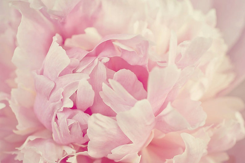 Pink Peony Art Print, Spring Home Decor, Peony Print, Peony Wall Art, Pink Peony Decor, Blush Pink Peony, Peonies Photography, Pale Pink Art image 1