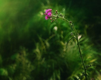 Thistle Wildflower Print, Botanical Enchanted Photograph, Dark Emerald Green Art Print, Purple Thistle, Wildflower Card, Forest Print