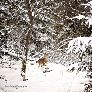 Michigan Whitetail Deer in Snow Print, Woodland Deer Print, Deer in Snow, Wildlife Photography, Wilderness Decor, Deer Photo, Deer Picture