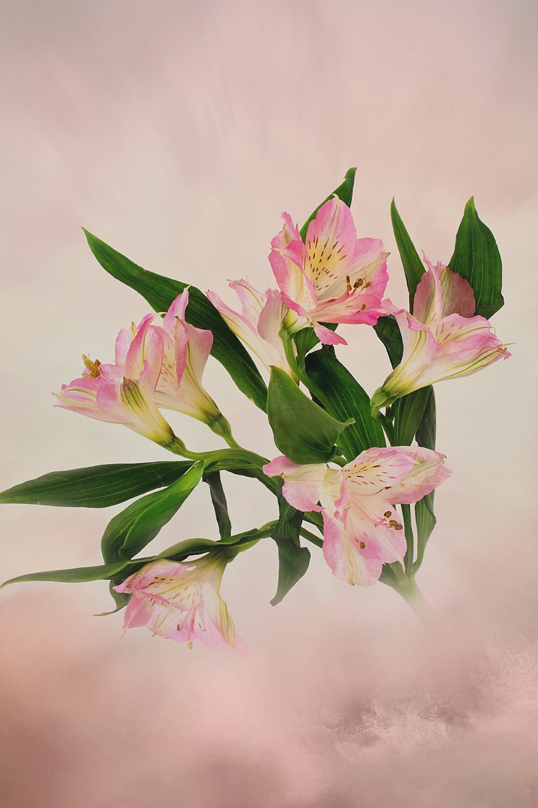 Baby Pink Peruvian Lily, Alstroemeria, Lily of the Incas, Macro Flower  Print, Floral Wall Art, Home Office Decor Photography, Nursery Decor - Etsy