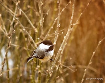 Chickadee Print, Bird Lovers Decor, Chickadee Art, Chickadee Photograph, Gift for Birder, Black Cap Chickadee, Small Bird Print