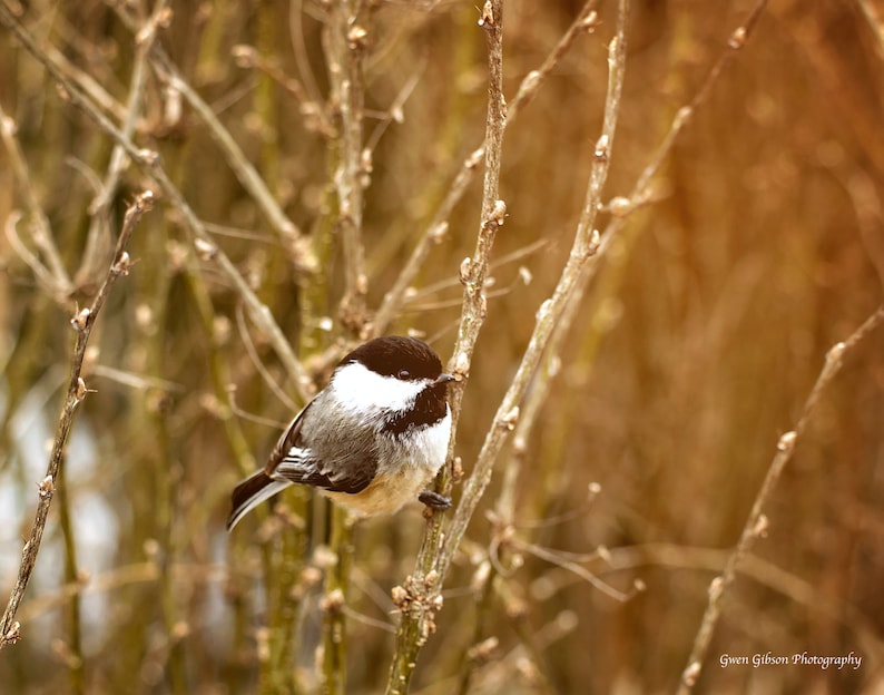 Mésange à Tête Impression Oiseau Amoureux Decor Mésange Art Photo De Mésange Cadeau Pour Limpression De Petit Oiseau Birder Casquette Noire