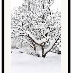 Snow Covered Apple Tree, Michigan Winter Print, Winter Photograph, Snow Scene Wall Art, Snow Covered Trees, Michigan Winter Snow Picture image 2