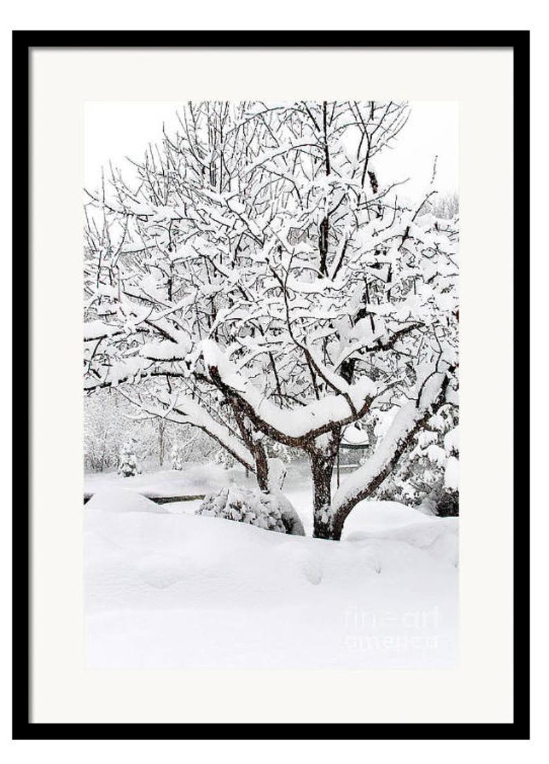 Snow Covered Apple Tree, Michigan Winter Print, Winter Photograph, Snow Scene Wall Art, Snow Covered Trees, Michigan Winter Snow Picture image 2