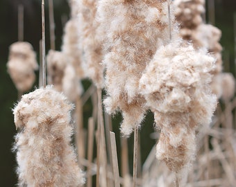 Cattail Photo, Brown Reed Print, Woodland Plant Wall Art, Wetland Photograph, Michigan Native plant, Pond Print, Upper Peninsula Art