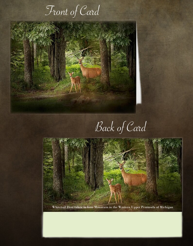 Deer Print, Wild Deer Art, Deer in the Wild, Wildlife Photo Card, Deer Photography, Enchanted Forest Deer, Wildlife Photograph image 6