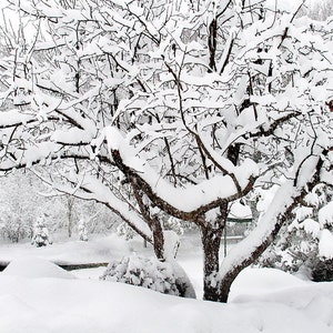 Pommier couvert de neige, Michigan Winter Print, Photographie d’hiver, Snow Scene Wall Art, Arbres enneigés, Michigan Winter Snow Picture