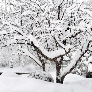 Snow Covered Apple Tree, Michigan Winter Print, Winter Photograph, Snow Scene Wall Art, Snow Covered Trees, Michigan Winter Snow Picture image 1