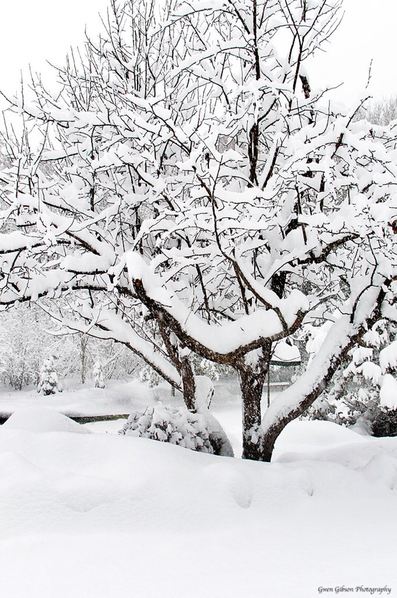 Snow Covered Apple Tree, Michigan Winter Print, Winter Photograph, Snow Scene Wall Art, Snow Covered Trees, Michigan Winter Snow Picture image 1