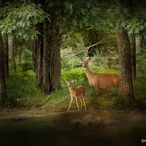 Deer Print, Wild Deer Art, Deer in the Wild, Wildlife Photo Card, Deer Photography, Enchanted Forest Deer, Wildlife Photograph image 1