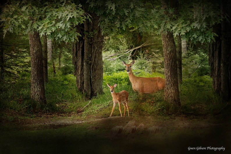 Deer Print, Wild Deer Art, Deer in the Wild, Wildlife Photo Card, Deer Photography, Enchanted Forest Deer, Wildlife Photograph image 1