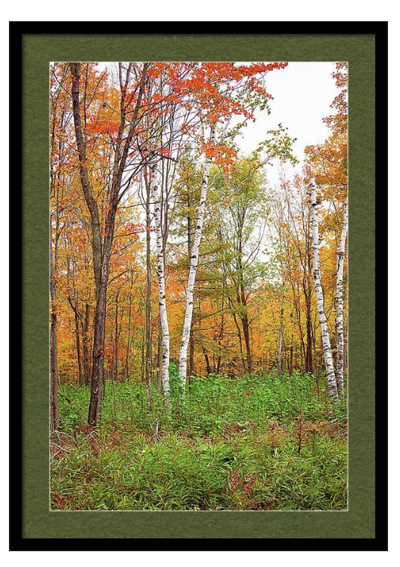 Autumn Forest Print, Autumn Forest Art, Woodland Wall Art, Autumn Leaves Photo, Fall Forest Scene, Fall Landscape Print, Fall Trees Print image 2