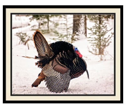 Wild Turkey Michigan Print, Wildlife Fine Art, Tom Turkey, Large