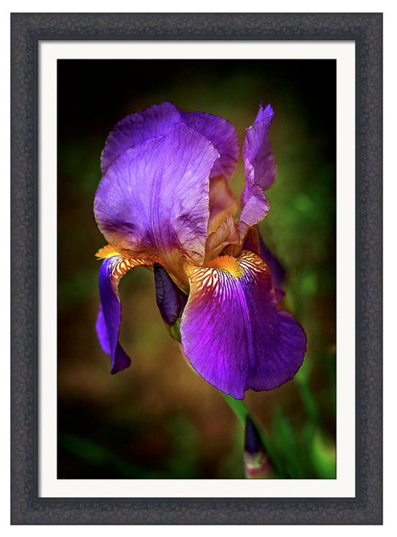 Purple Iris Flower Bearded Iris Plant Lover Gift Floral Etsy
