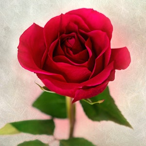 Puede incluir: Primer plano de una rosa roja vibrante en plena floración. La rosa tiene múltiples capas de pétalos y se encuentra sobre un fondo texturizado blanquecino. Se ven hojas verdes y un tallo.
