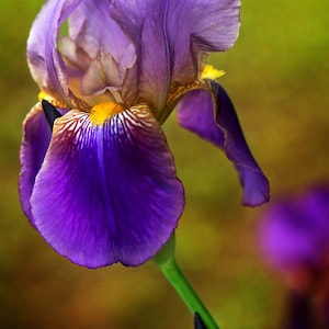 Purple Iris Flower, Bearded Iris Print, Garden Flower Print, Floral Wall Art, Flower Art, Iris Botanical Print, Iris Wall Decor, Photo Card