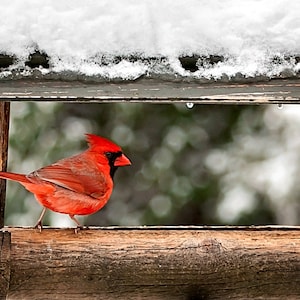 Red Cardinal Bird Print, Male Red Cardinal, Winter Bird Photo, Northern Cardinal, Songbird Photo, Cardinal Snow Print, Bird Lover Print