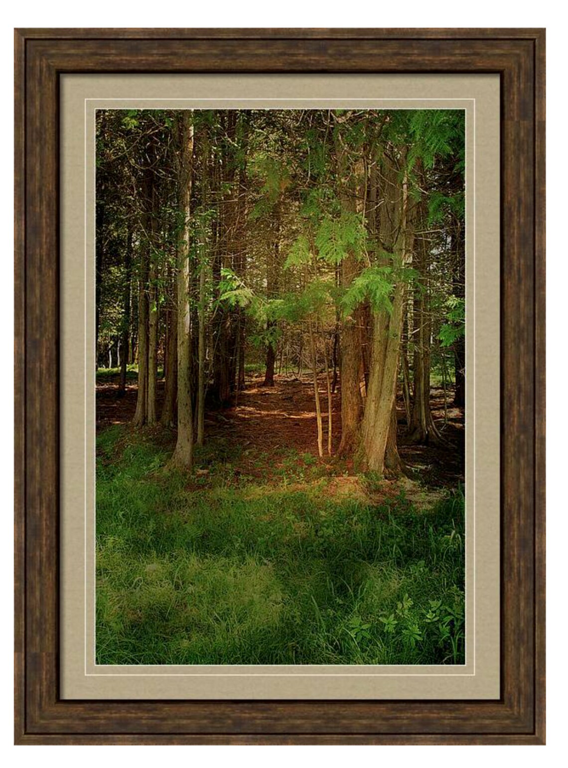 Enchanted Mystic Cedar Forest Print Woodland Photography - Etsy