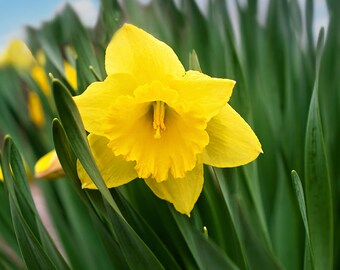 Foto di fiori primaverili da narciso, decorazione floreale, fotografia narcisistica, stampa botanica floreale gialla, arredamento artistico Narciso, stampa floreale cielo blu