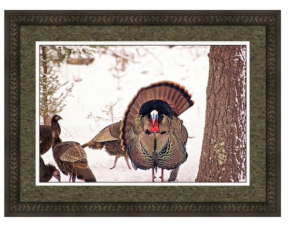 WILD TURKEY ワイルドターキー　非売品　アートフレーム　特製フォト Wild Tom Turkey Photograph, Michigan Wildlife Decor, Large Bird