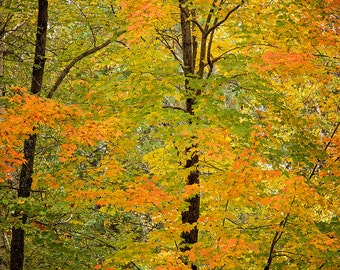 Fall Landscape Print, Maple Tree Print, Autumn Picture, Michigan Fall Colors, Fall Foliage, Large Autumn Art, Fall Scene, Fall Color Print