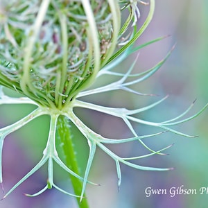 Queen Anne es Lace, Art for Nature Lover, Queen Anne Lace, Wildflower Foto, Queen Anne Flower, Wildflower Art Print, Wildflower Card