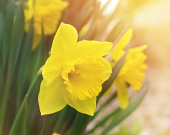 Daffodil Spring Flower Photo, Sunshine Flower Decor, Narcissus Photograph, Yellow Floral Nursery, Daffodil Art Decor, Garden lover gift