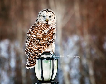 Eule Bild, Eule Fotografie, Eule Foto, Jagd Eule, Eule Druck, Eule Notizkarte, Eule Kunst, Schleiereule, Greifvogel