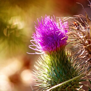 Thistle Wildflower Print, Botanical Wildflower, Thistle Art Print, Wildflower Art, Purple Thistle, Wildflower Card, Wild Botanical Print