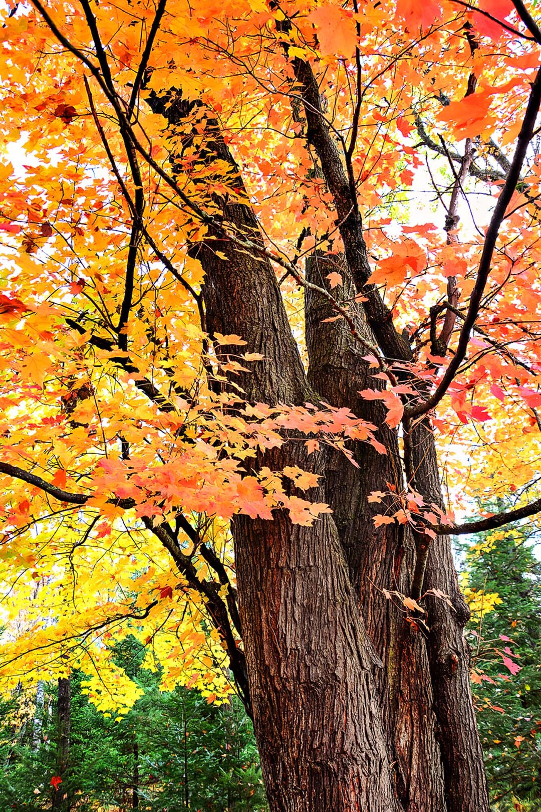 Michigan Fall Colors, Portrait Orientation, Sugar Maple Autumn Forest ...