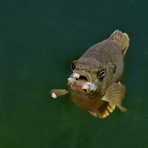Bluegill Fish Photo, Gift for Fisherman, Pond Fish Picture, Underwater Photo, Fish Photography, Underwater Wall Art, Fish Swimming