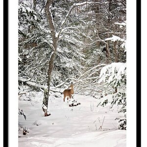 K&ouml;nnte beinhalten: Gerahmte Fotografie einer winterlichen Waldszene. Ein Hirsch steht in einer schneebedeckten Lichtung, umgeben von schneebedeckten B&auml;umen und &Auml;sten. Das Bild ist in einem schwarzen Rahmen gerahmt.