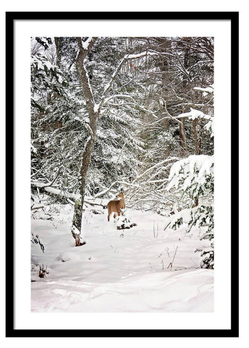 K&ouml;nnte beinhalten: Gerahmte Fotografie einer winterlichen Waldszene. Ein Hirsch steht in einer schneebedeckten Lichtung, umgeben von schneebedeckten B&auml;umen und &Auml;sten. Das Bild ist in einem schwarzen Rahmen gerahmt.