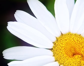 Daisy Print, Wildflower Print, Daisy Photo, Garden Room Art, Living Room Art Work, Wild Daisies Print, Wildflower Picture, Daisy Art Print