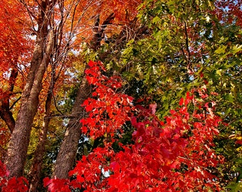 Michigan Fall Photograph, Maple Trees in Autumn Print, Upper Peninsula Fall, Autumn Picture, Autumn Leaves Photo, Michigan Fall Colors