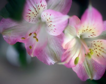 Baby Pink Peruvian Lily,  Alstroemeria, Lily of the Incas, Macro Flower Print, Floral Wall Art, Home Decor Photography, Nursery room Decor